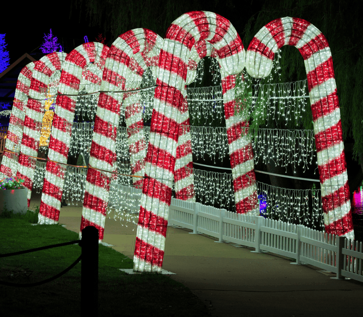 Candy Canes