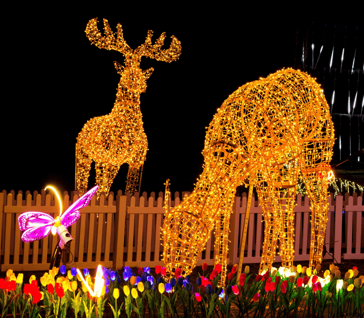 Reindeer