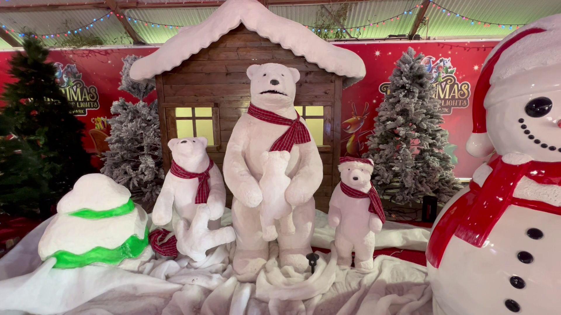 Polar Bears