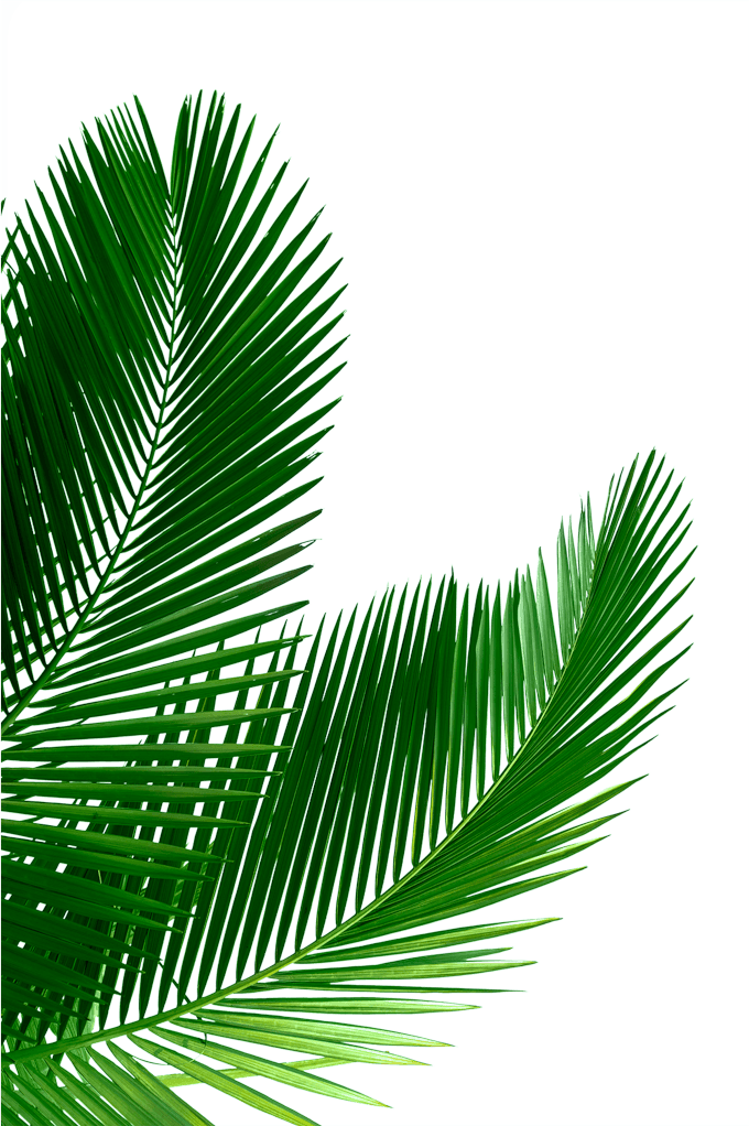 Palm Crazy Coaster